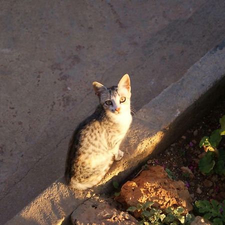 Vila Milo Vuno エクステリア 写真