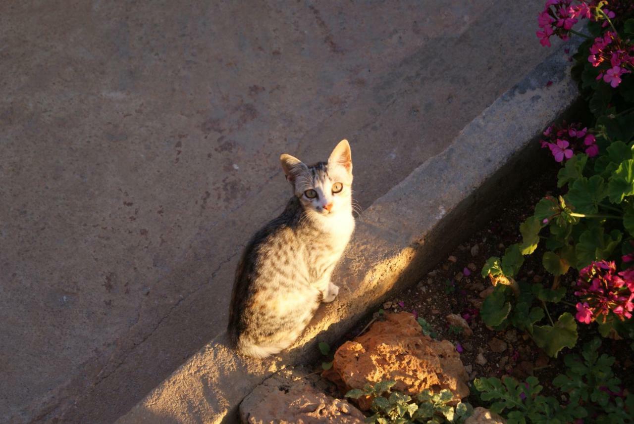 Vila Milo Vuno エクステリア 写真